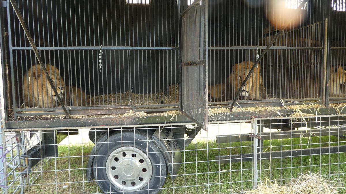 Českému cirkusákovi hrozí na Slovensku 8 let vězení za chování lvů